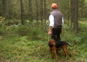 ”Älgjakt kan jag inte ägna mig åt när alla vapen finns hos polisen. Tur att jag har stövaren så att vi kan göra skogspromenader varje dag”, säger 69-åringen som är misstänkt för grovt jaktbrott på varg. Foto: Leif Eriksson