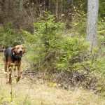 Stövare löper störst risk att dödas eller skadas av varg. Foto: Jan Henricson