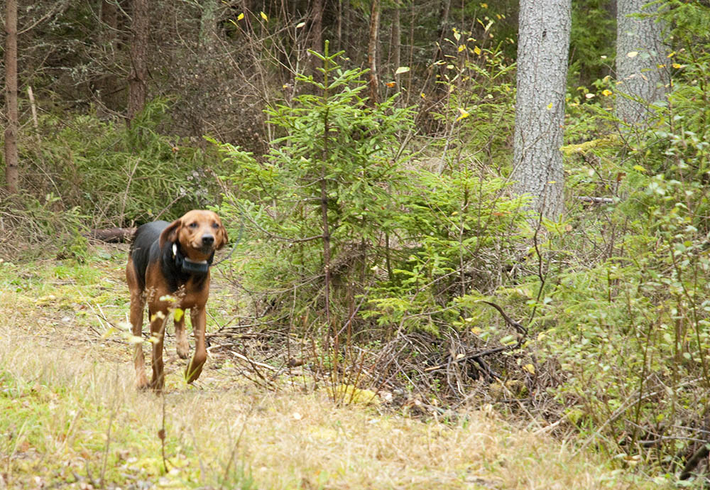 Stövare löper störst risk att dödas eller skadas av varg. Foto: Jan Henricson