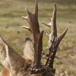 Bocken som Björn Johansson sköt på sina marker vid Hjorted, Ankarsrum, i Kalmar län hade tio taggar. Ett mycket vackert och speciellt rådjurshorn. Foto: Jan Henricson